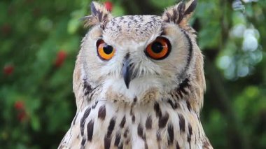 Hint kartal baykuş. Bubo bengalensis
