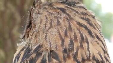 Avrasya kartal-baykuş (Bubo bubo)