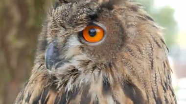 Avrasya kartal-baykuş (Bubo bubo)