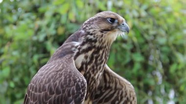 Genç Peregrine falcon. Falco peregrinus. Yırtıcı Kuş