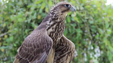 Genç Peregrine falcon. Falco peregrinus. Yırtıcı Kuş