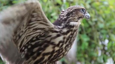 Genç Peregrine falcon. Falco peregrinus. Yırtıcı Kuş