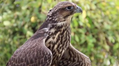 Genç Peregrine falcon. Falco peregrinus. Yırtıcı Kuş
