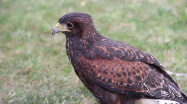 Harris'in hawk. Parabuteo unicinctus. Yırtıcı Kuş