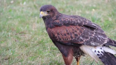 Harris'in hawk. Parabuteo unicinctus. Yırtıcı Kuş