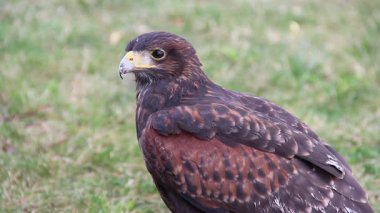 Harris'in hawk. Parabuteo unicinctus. Yırtıcı Kuş