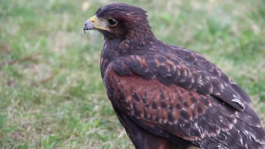 Harris'in hawk. Parabuteo unicinctus. Yırtıcı Kuş