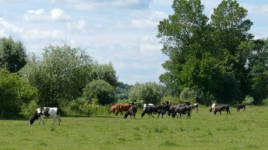 İnekler bir çayır üzerinde otlatma. Çiftlik hayvanları. Organik Tarım.