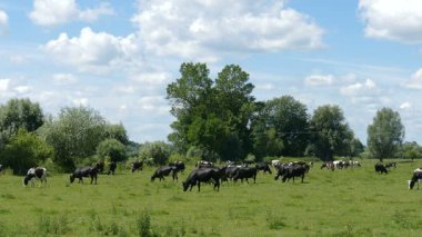 İnekler bir çayır üzerinde otlatma. Çiftlik hayvanları. Organik Tarım.