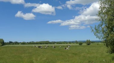 Yeşil çayır üzerinde ineklerin pastoral manzara