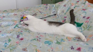 Kedi tüy ile oynuyor. Oyun süresi.