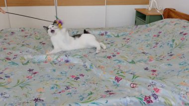 Komik kedi tüyleri kovalıyor