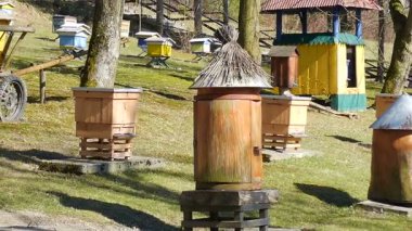 Arı bahçesi. Eski tarihi arı kovanı