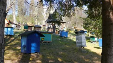 Arı bahçesinde kurdeşen var. Arıcılık