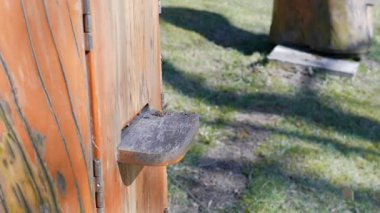 Arılar arı kovanına uçuyor. Çekimi yakınlaştırma