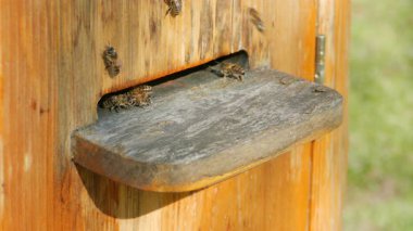 Arı poleni ile arı kovanına uçan arılar