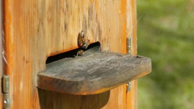 Arılar arı kovanına uçuyor. Çekimi yakınlaştırma