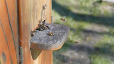 Arılar arı kovanına uçuyor. Yavaş çekim