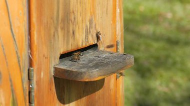 Arılar arı kovanına uçuyor. Yavaş çekim