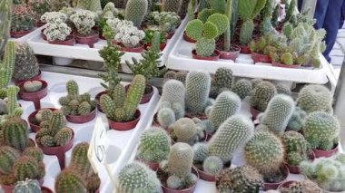 Satılık kaktüsler. Sokak pazarı