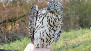 Ornitolog serbest bırakmadan önce vahşi kurtarılmış Kuzey çakır kuşu tutuyor