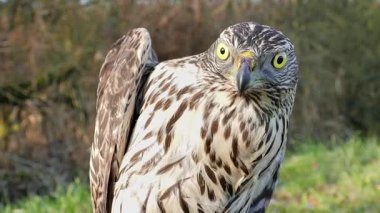 Ornitolog serbest bırakmadan önce vahşi kurtarılmış Kuzey çakır kuşu tutuyor