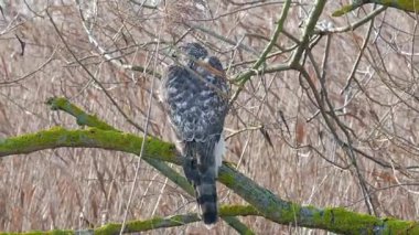 Vahşi Kuzeyli bir atmaca dalda. Accipiter gentilis. Yırtıcı kuş