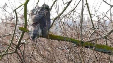 Vahşi Kuzeyli bir atmaca dalda. Accipiter gentilis. Yırtıcı kuş
