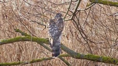Vahşi Kuzeyli bir atmaca dalda. Accipiter gentilis. Yırtıcı kuş