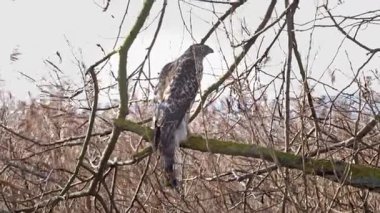 Vahşi Kuzeyli bir atmaca dalda. Accipiter gentilis. Yırtıcı kuş
