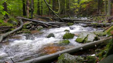 Vahşi doğa. Vahşi ormandaki dağ deresi. Karkonoski Ulusal Parkı, Polonya