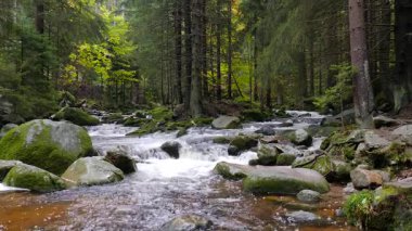 Karkonoski Ulusal Parkı'ndaki güzel dağ deresi, Polonya