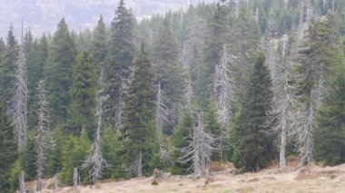 Ölü ağaç yolu. CO2 ve So2 emisyon. Asit yağmurları. Hava kirliliği