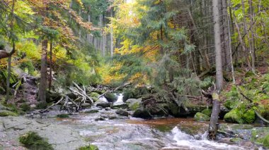 Sonbaharda vahşi ormandaki su akışı. Karkonosze Ulusal Parkı, Polonya