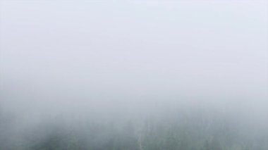 Derin sis ve bulutlar ormanda hızla ilerliyor.