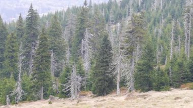 Ölü ağaç yolu. CO2 ve So2 emisyon. Asit yağmurları. Hava kirliliği