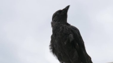 Batı jackdaw (Corvus monedula)