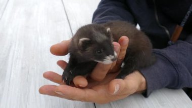 Avrupa kokarcasını tutan adam (Mustela putorius))