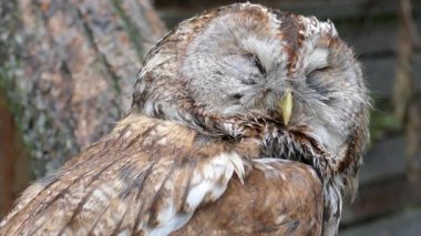 Tawny baykuşu veya kahverengi baykuş (Strix aluco)