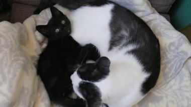 Kadın kedi yalama ve küçük kedi yavrusu Temizleme kürk