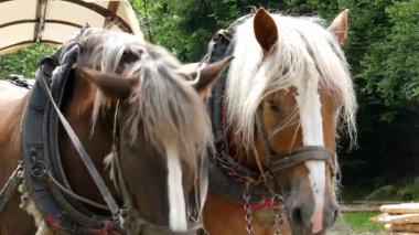 Çalışma atlar. Çalışma hayvanlar. Closeup çekim