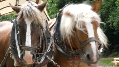 Çalışma atlar. Çalışma hayvanlar. Closeup çekim