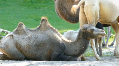 Bactrian deve, Camelus bactrianus. Genç speciment