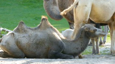 Bactrian deve, Camelus bactrianus. Genç speciment
