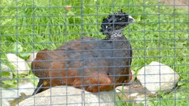 Büyük curassow. Bayan. Crax rubra. Esaret altındaki vahşi hayvanlar