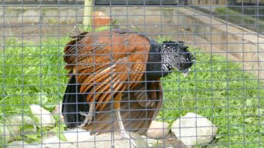 Büyük curassow. Bayan. Crax rubra. Esaret altındaki vahşi hayvanlar