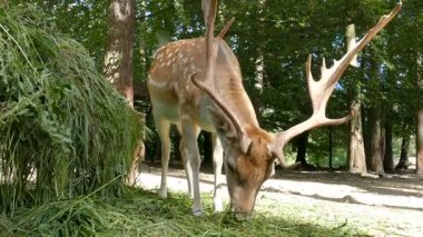 Vahşi geyik, ormandaki hayvan besleyicisinin yanında.