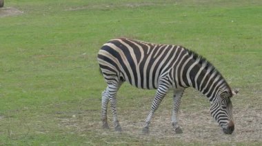 Zebra mera üzerinde. Equus burchelli chapmanni