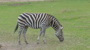 Zebra mera üzerinde. Equus burchelli chapmanni