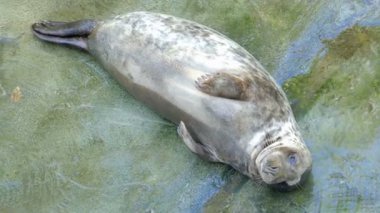 Gri fok yavrusu. Halichoerus grypus.